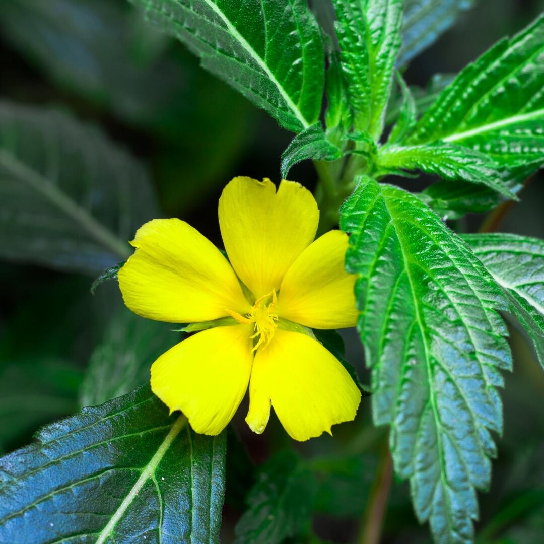 Natural infusion of the plant (Damiana)